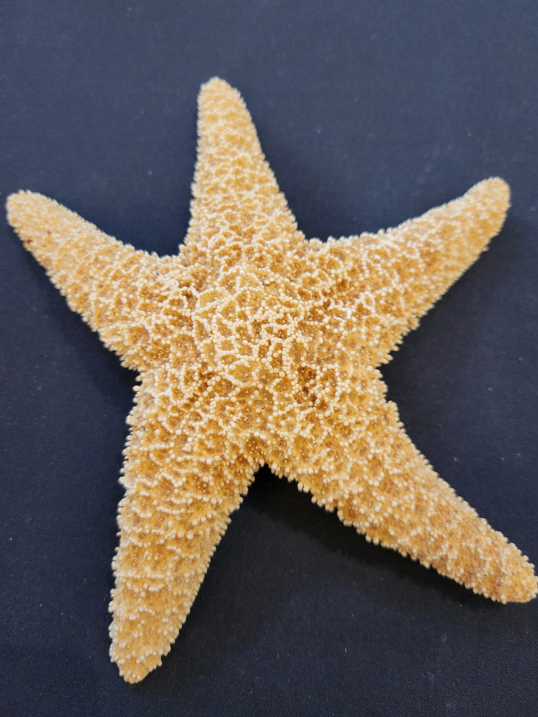 Home Decor - Starfish