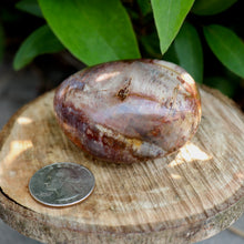 Palm Stones ~ Petrified Wood